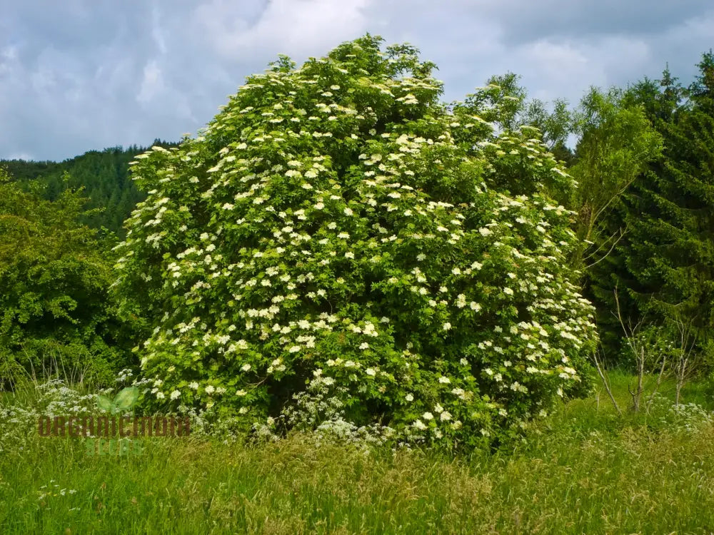 Sambucus Nigra Seeds - Premium Organic Elderberry For Gardening Enthusiasts | High Germination Rate