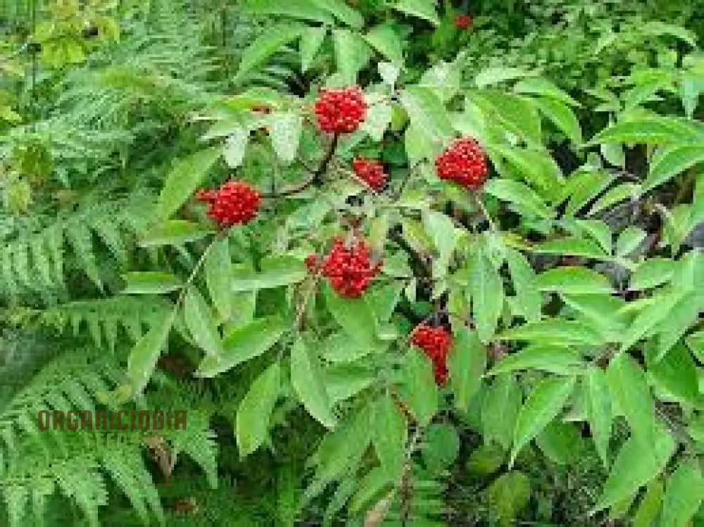 Sambucus Sachalinensis Seeds - Premium Gardening Planting Kit For Beginners And Experts | Organic