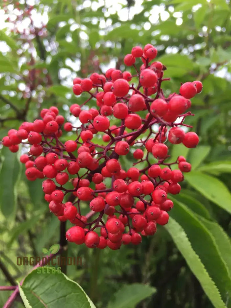 Sambucus Sachalinensis Seeds - Premium Gardening Planting Kit For Beginners And Experts | Organic