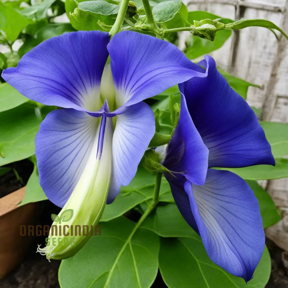 Samen Clitoria Flowers Seeds Stunning Blue Blooms Easy-To-Grow Garden Climbers