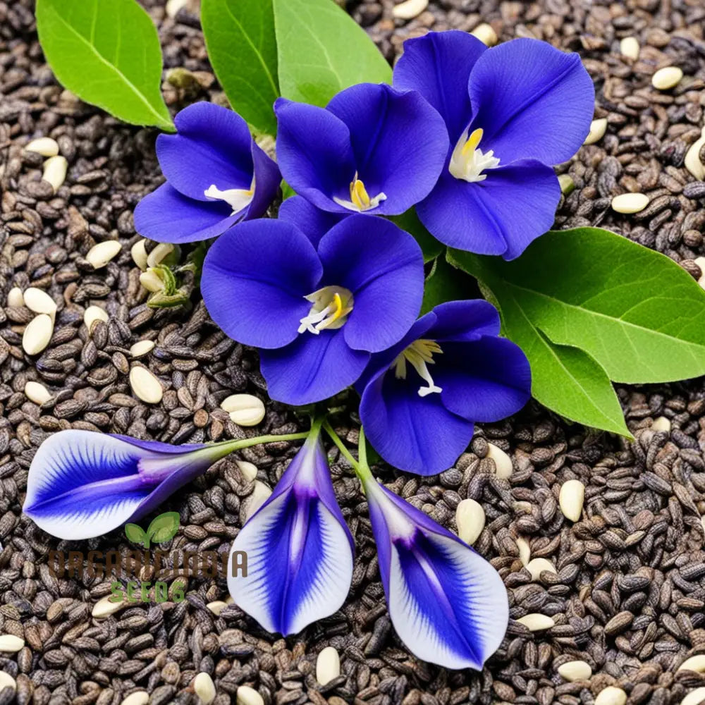 Samen Clitoria Flowers Seeds Stunning Blue Blooms Easy-To-Grow Garden Climbers