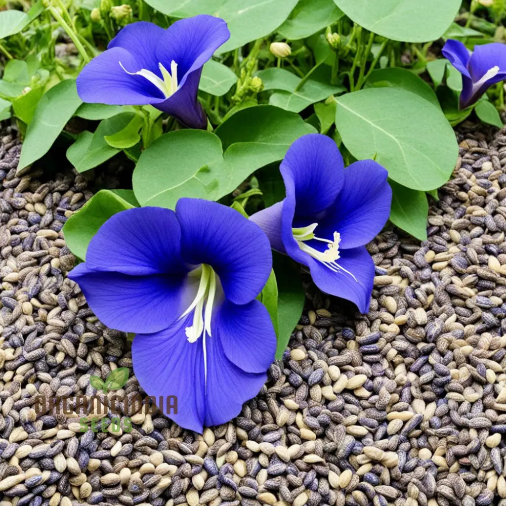 Samen Clitoria Flowers Seeds Stunning Blue Blooms Easy-To-Grow Garden Climbers