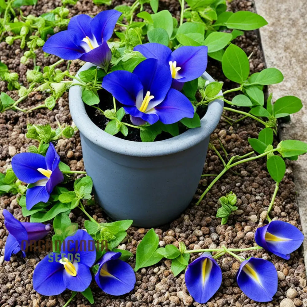 Samen Clitoria Flowers Seeds Stunning Blue Blooms Easy-To-Grow Garden Climbers