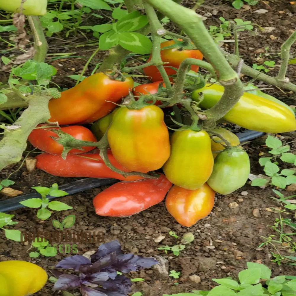 San Marzano Tomato Seeds Heirloom Variety Rich Flavor Perfect For Home Gardens Vegetable