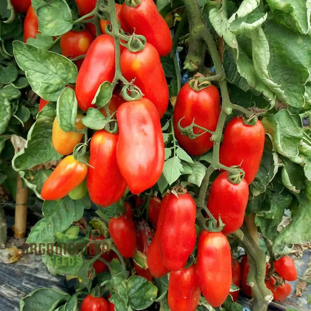 San Marzano Tomato Seeds Heirloom Variety Rich Flavor Perfect For Home Gardens Vegetable