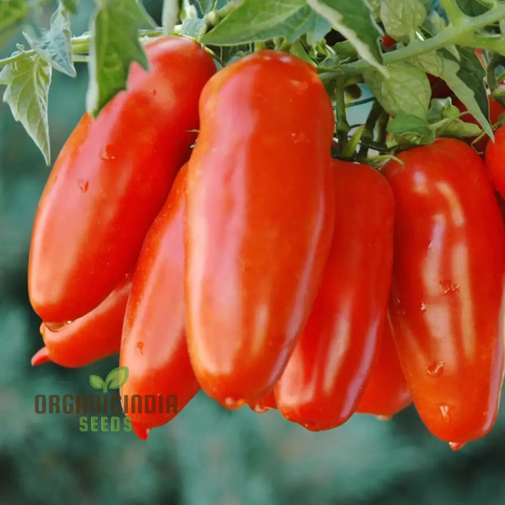 San Marzano Tomato Seeds Heirloom Variety Rich Flavor Perfect For Home Gardens Vegetable