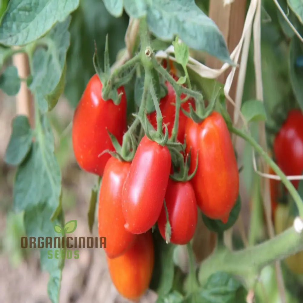 San Marzano Tomato Seeds Heirloom Variety Rich Flavor Perfect For Home Gardens Vegetable