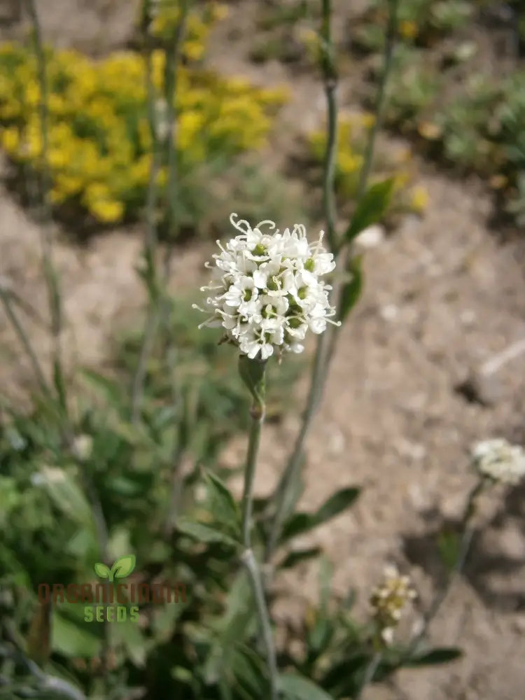 Saponaria Bellidifolia Seeds For Gardening Enthusiasts | Buy Organic Flower Online