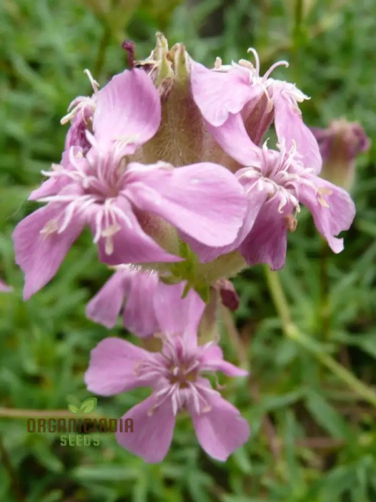 Saponaria Caespitosa Seeds - Hardy Perennial For Vibrant Garden Blooms | Buy Gardening Online