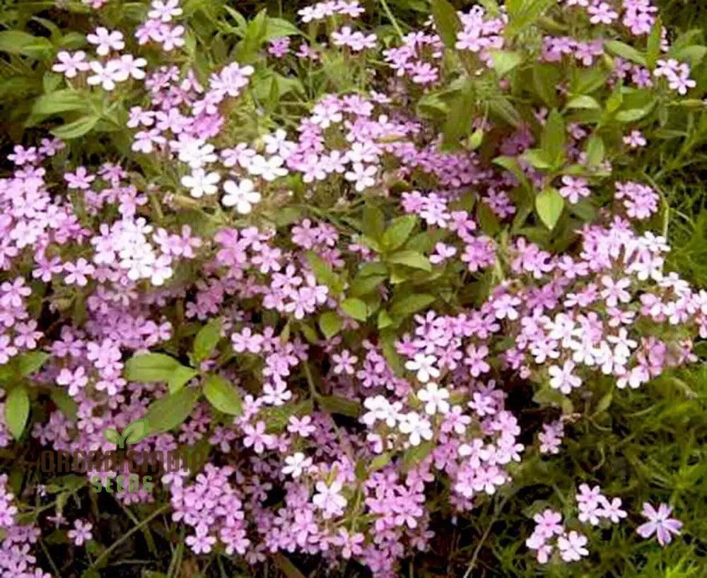 Saponaria Caespitosa Seeds - Hardy Perennial For Vibrant Garden Blooms | Buy Gardening Online