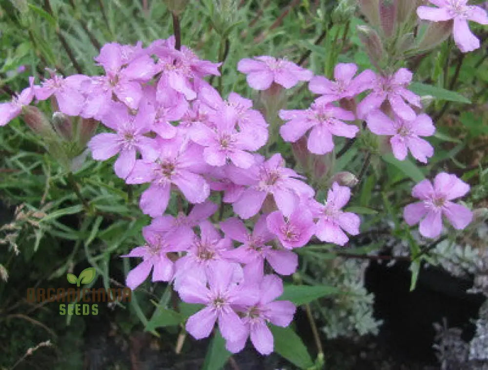 Saponaria Caespitosa Seeds - Hardy Perennial For Vibrant Garden Blooms | Buy Gardening Online