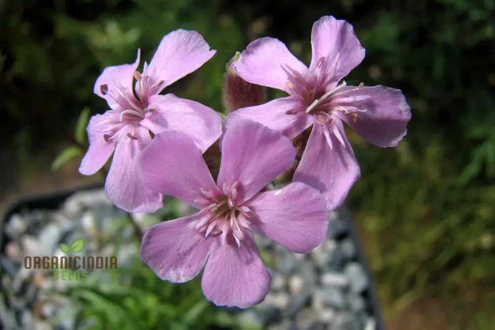 Saponaria Caespitosa Seeds - Hardy Perennial For Vibrant Garden Blooms | Buy Gardening Online