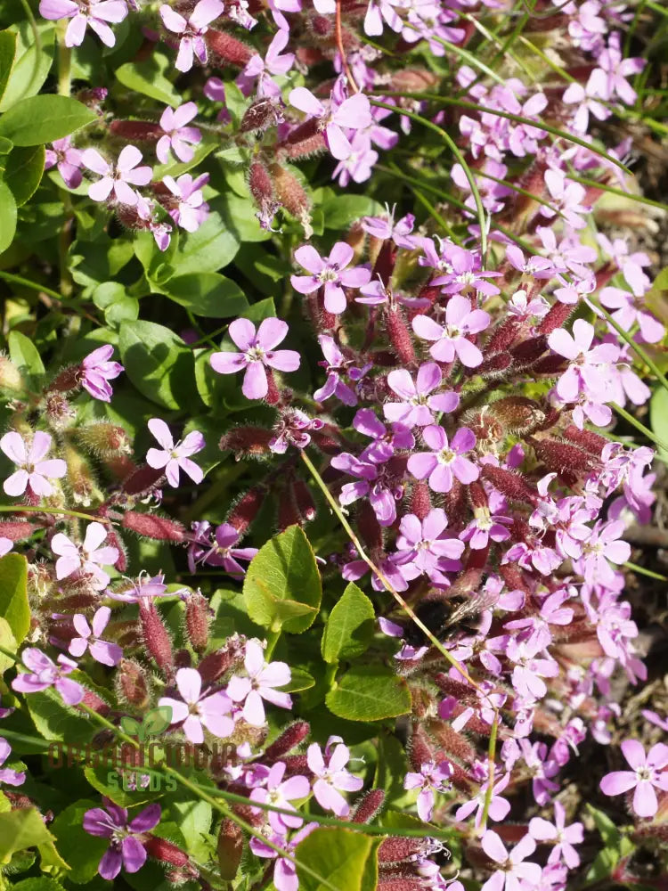 Saponaria Ocymoides Seeds For Gardening | Premium Flower Vibrant Gardens Ideal Landscaping And