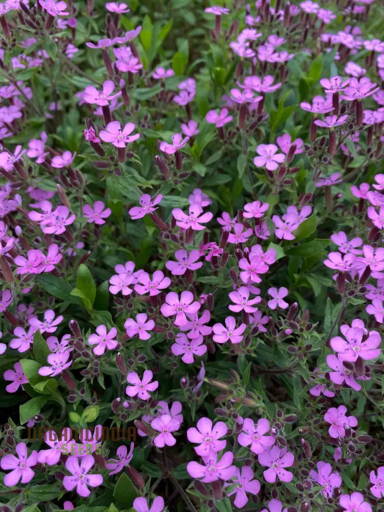 Saponaria Ocymoides Seeds For Gardening | Premium Flower Vibrant Gardens Ideal Landscaping And