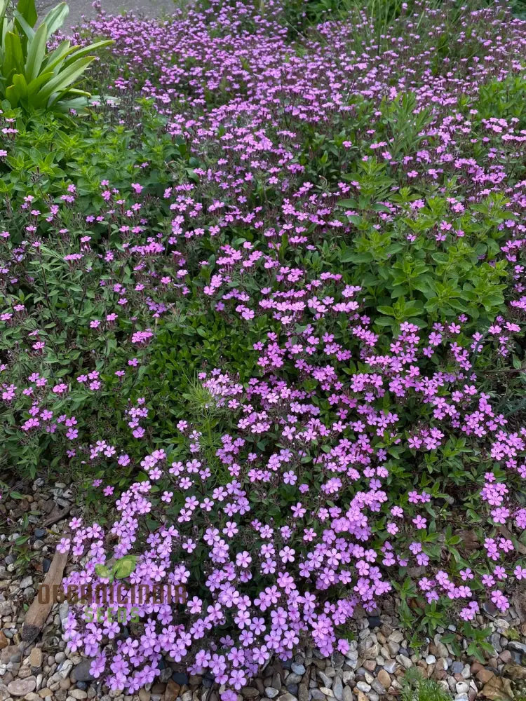 Saponaria Ocymoides Seeds For Gardening | Premium Flower Vibrant Gardens Ideal Landscaping And