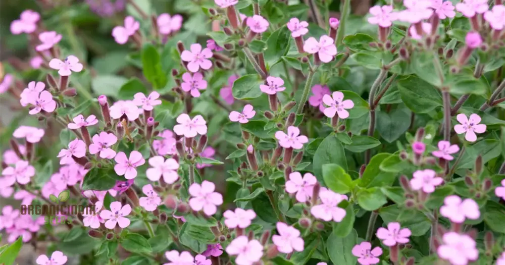 Saponaria Ocymoides Seeds For Gardening | Premium Flower Vibrant Gardens Ideal Landscaping And