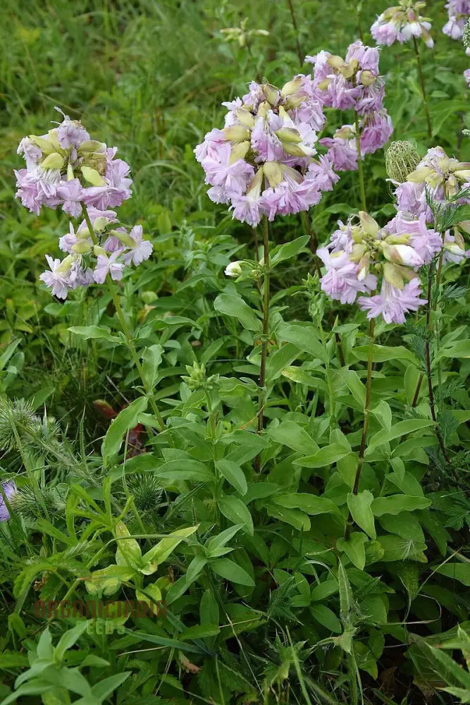 Saponaria Officinalis Rosea Plena Seeds For Gardening - Premium Quality Flower Lush Gardens Buy