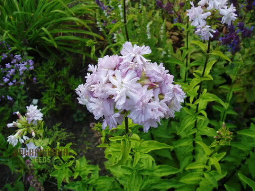 Saponaria Officinalis Rosea Plena Seeds For Gardening - Premium Quality Flower Lush Gardens Buy