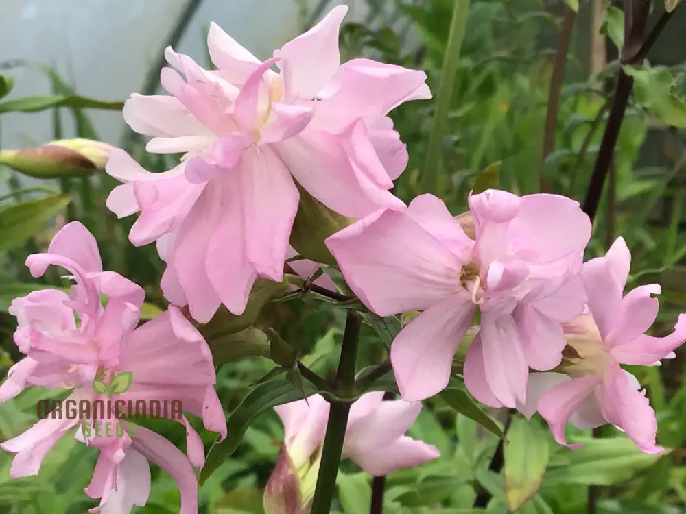 Saponaria Officinalis Rosea Plena Seeds For Gardening - Premium Quality Flower Lush Gardens Buy