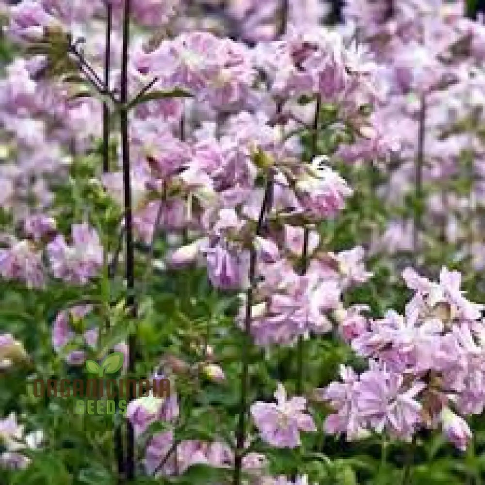 Saponaria Officinalis Rosea Plena Seeds For Gardening - Premium Quality Flower Lush Gardens Buy