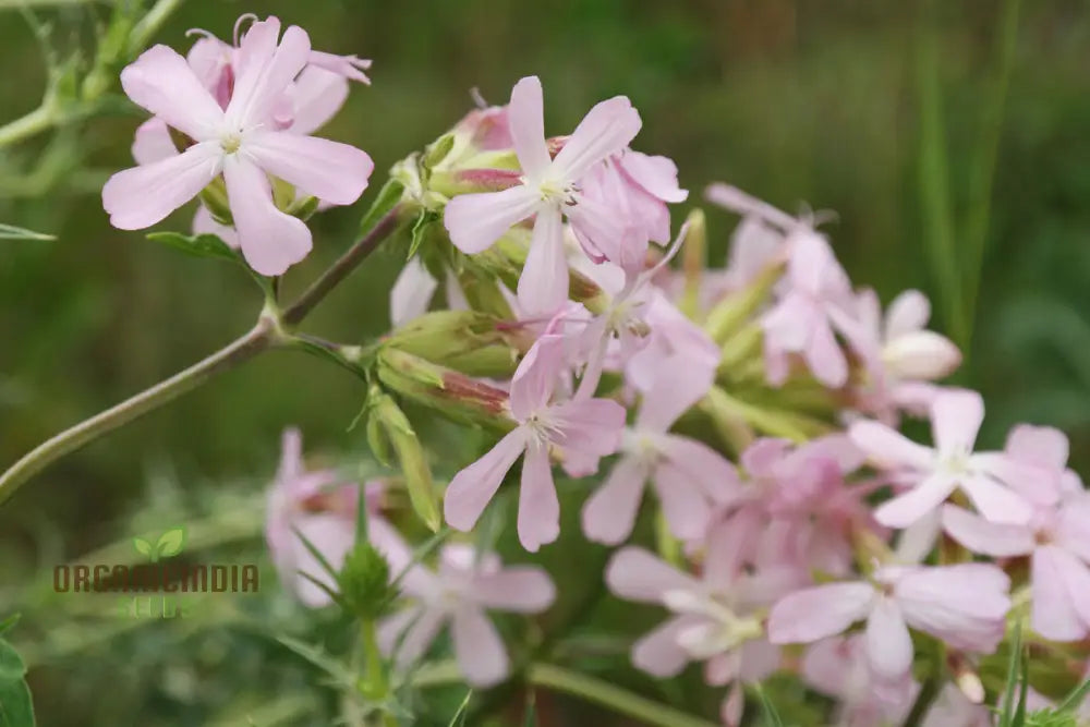 Saponaria Officinalis Seeds For Gardening | Premium Quality Flower Beautiful And Lush Gardens