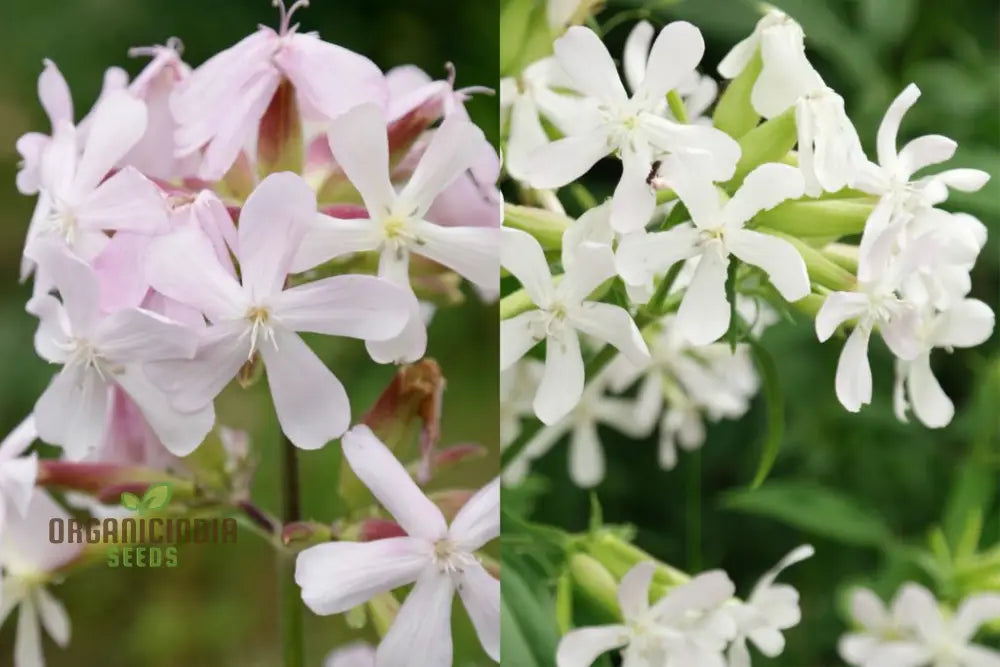 Saponaria Officinalis Seeds For Gardening | Premium Quality Flower Beautiful And Lush Gardens