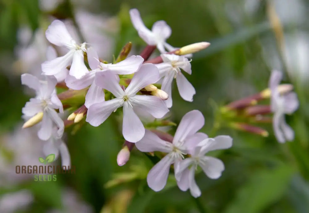 Saponaria Officinalis Seeds For Gardening | Premium Quality Flower Beautiful And Lush Gardens