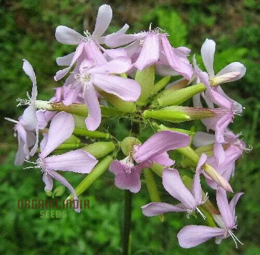 Saponaria Officinalis Seeds For Gardening | Premium Quality Flower Beautiful And Lush Gardens