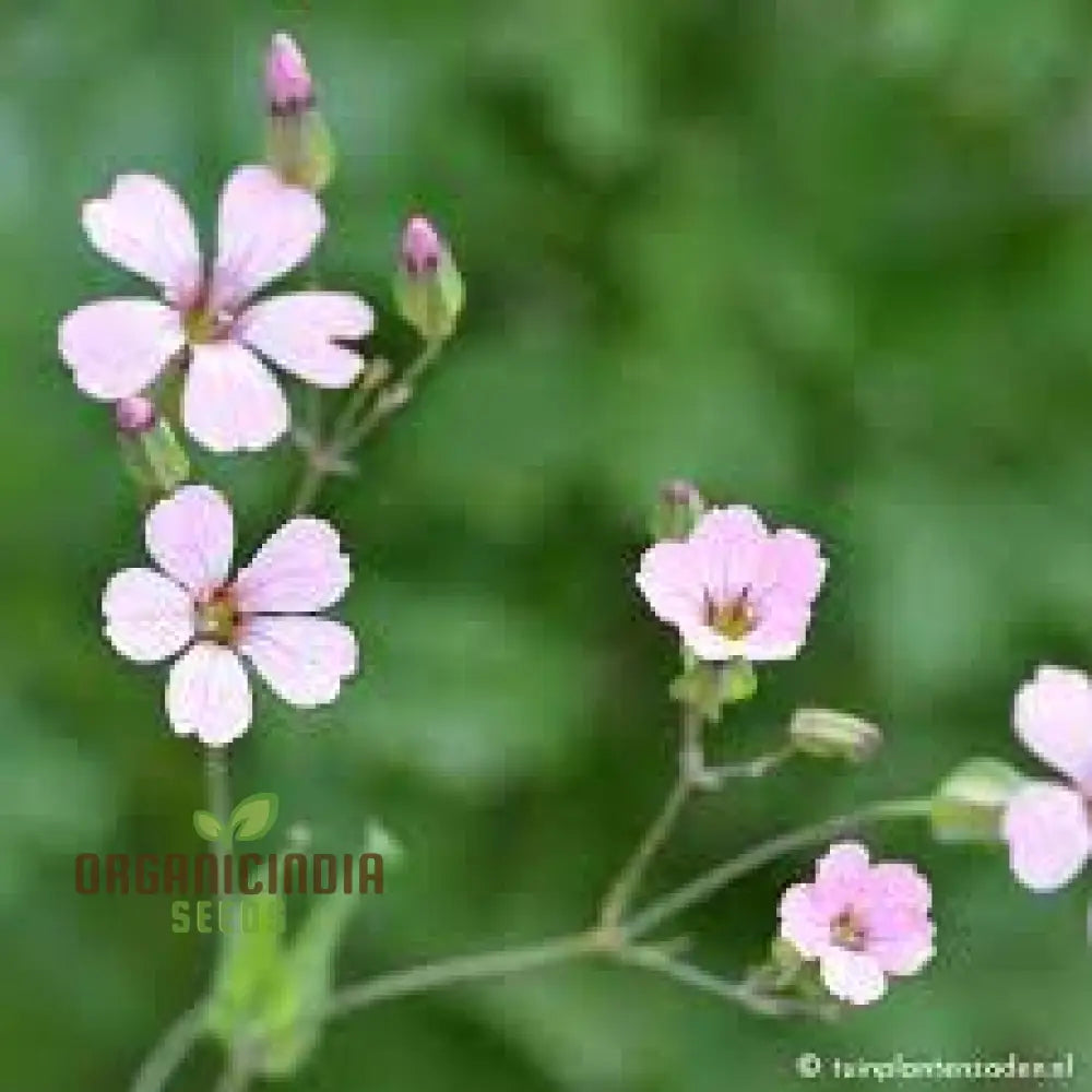 Saponaria Vaccaria â€™Pink Beautyâ€™ Seeds - Gardening Delight For Your Home Garden Premium Quality