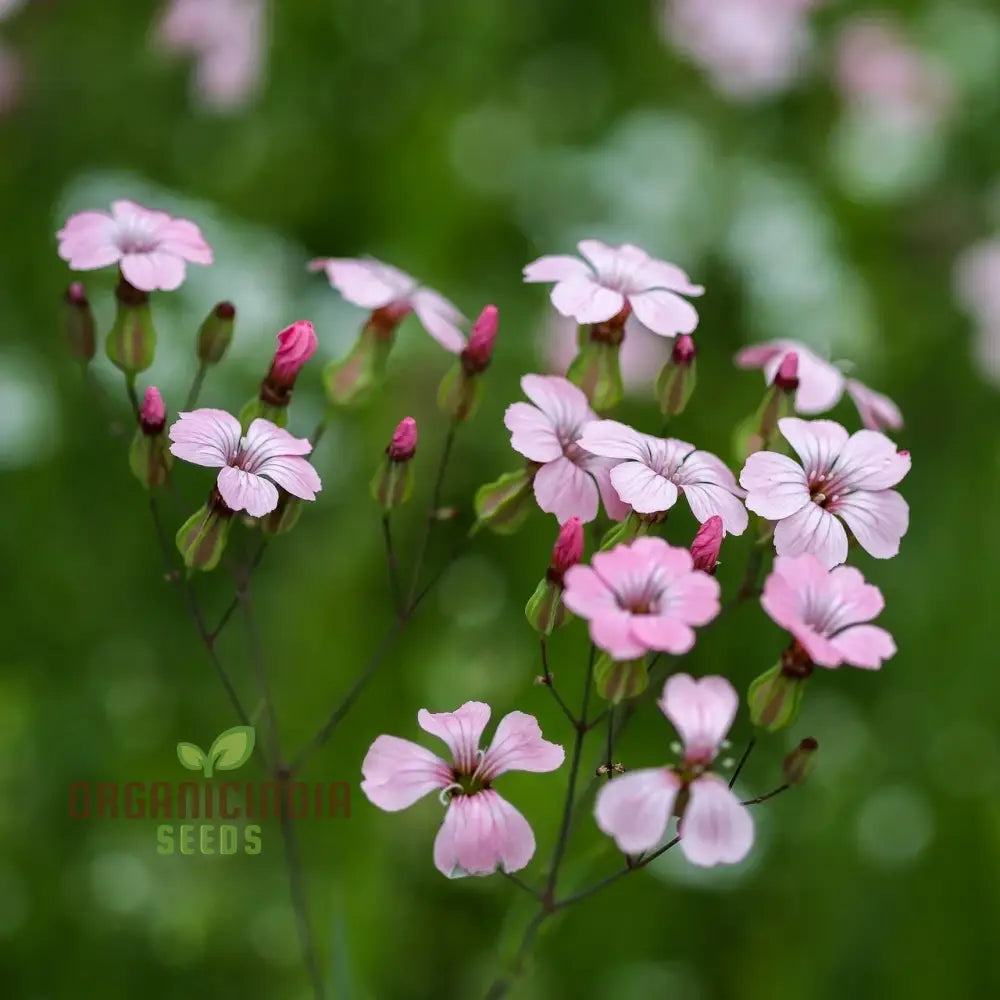 Saponaria Vaccaria â€™Pink Beautyâ€™ Seeds - Gardening Delight For Your Home Garden Premium Quality