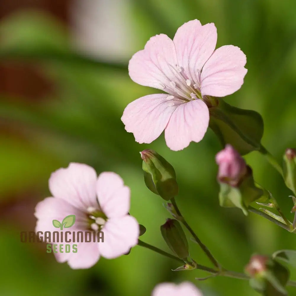 Saponaria Vaccaria ’Pink Beauty’ Seeds - Gardening Delight For Your Home Garden Premium Quality