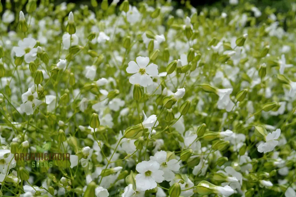 Saponaria Vaccaria White Seeds - Premium Quality Gardening For Beautiful Flower Blooms In Your