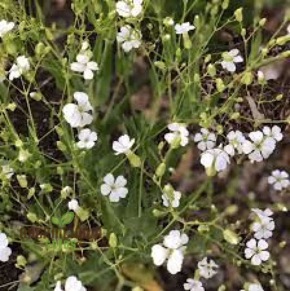 Saponaria Vaccaria White Seeds - Premium Quality Gardening For Beautiful Flower Blooms In Your