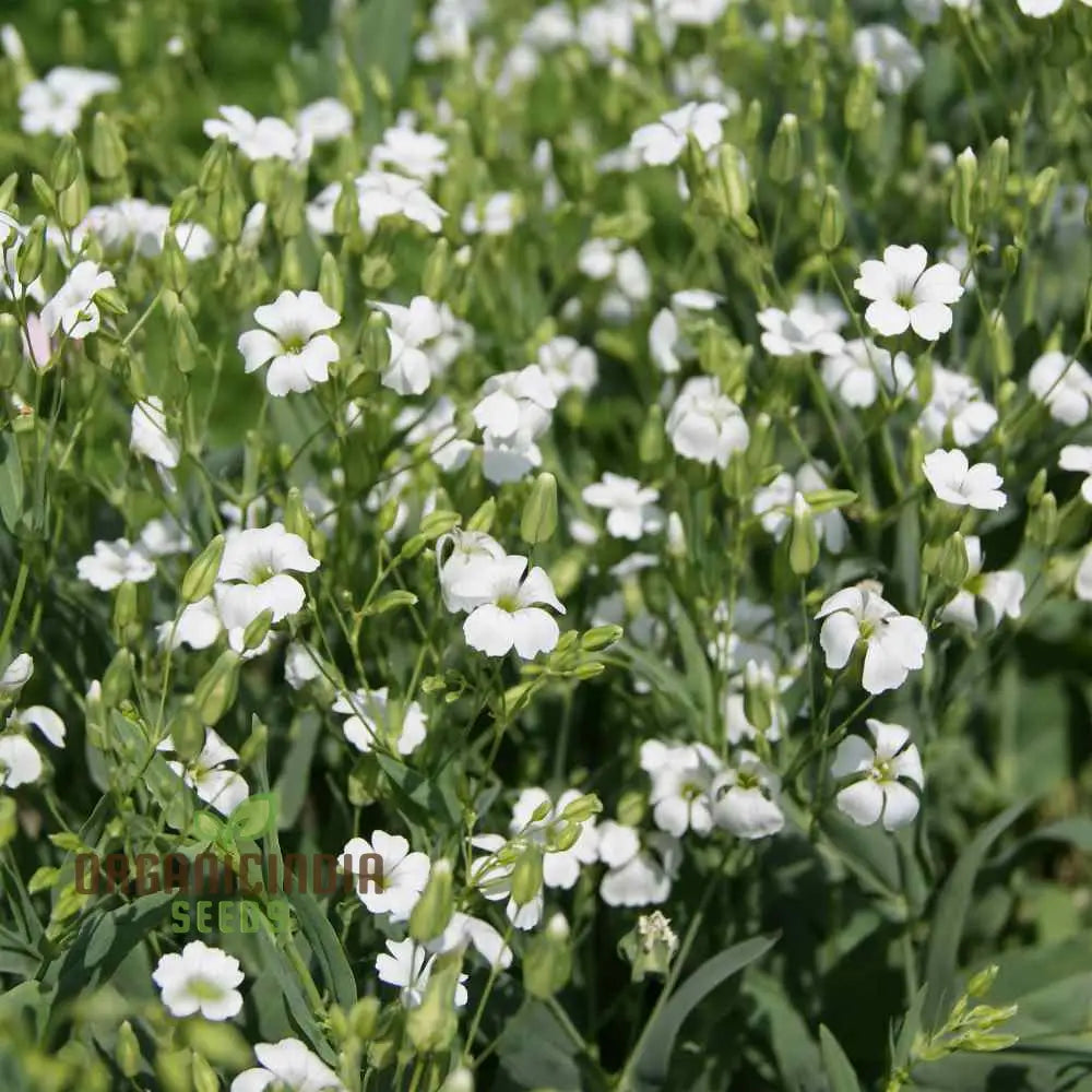 Saponaria Vaccaria White Seeds - Premium Quality Gardening For Beautiful Flower Blooms In Your