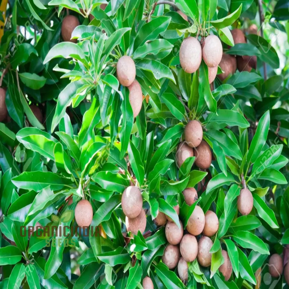 Sapota Fruit Seeds For Gardening Enthusiasts - Cultivate Your Own Delicious With Our High-Quality