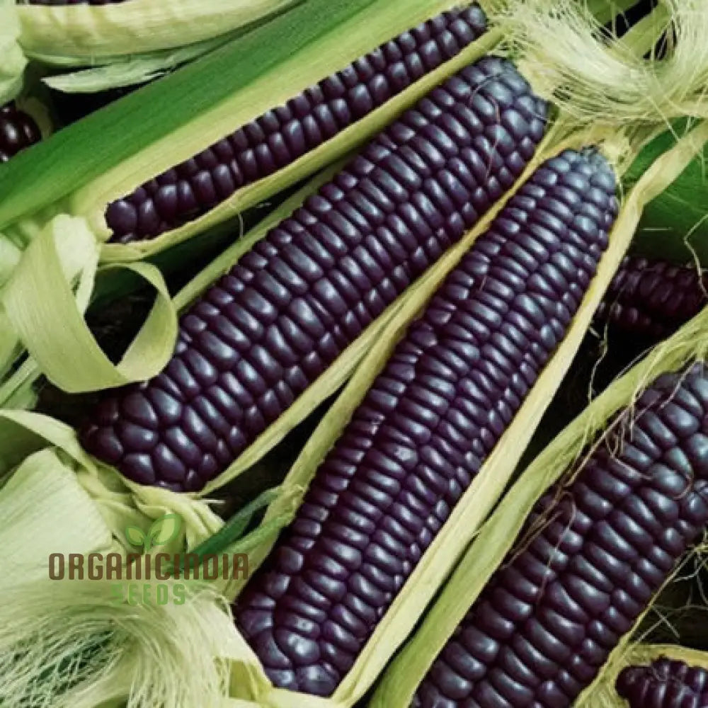 Sapphire Blue Corn Seeds – Planting For A Stunning And Distinctive Harvest Squash Gourds