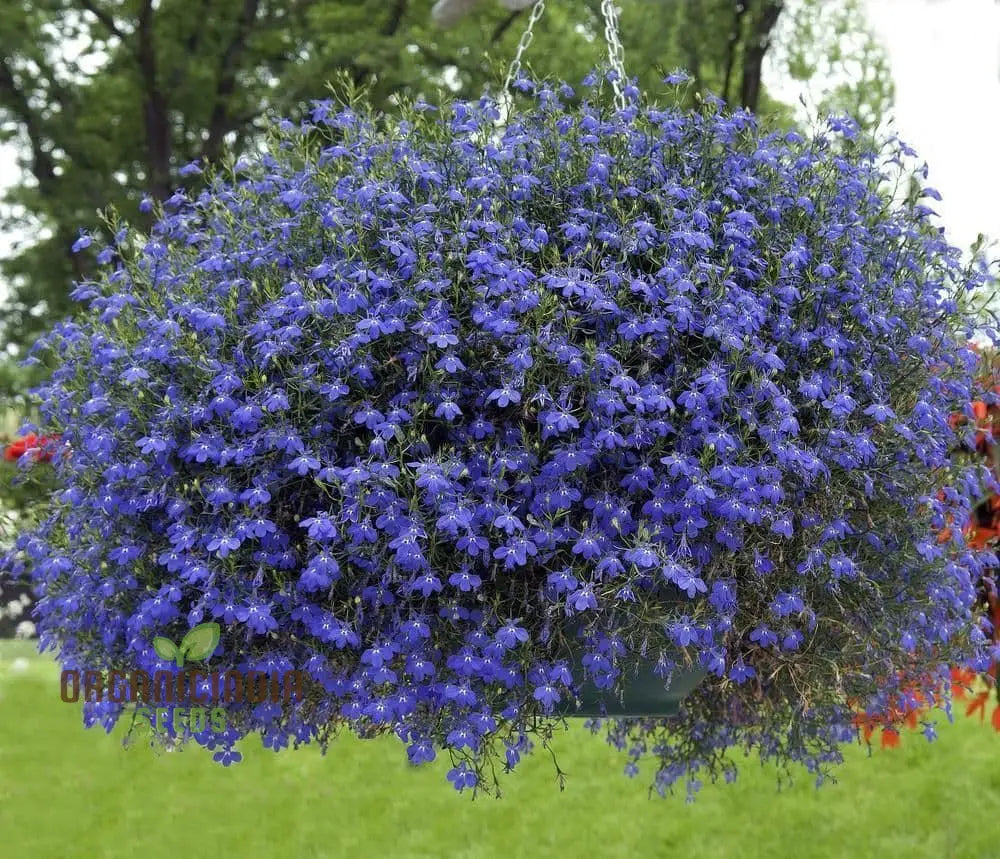 Sapphire Lobelia Pendula Seeds For Stunning Garden Blooms - Gardening Beautiful Cascading Flowers