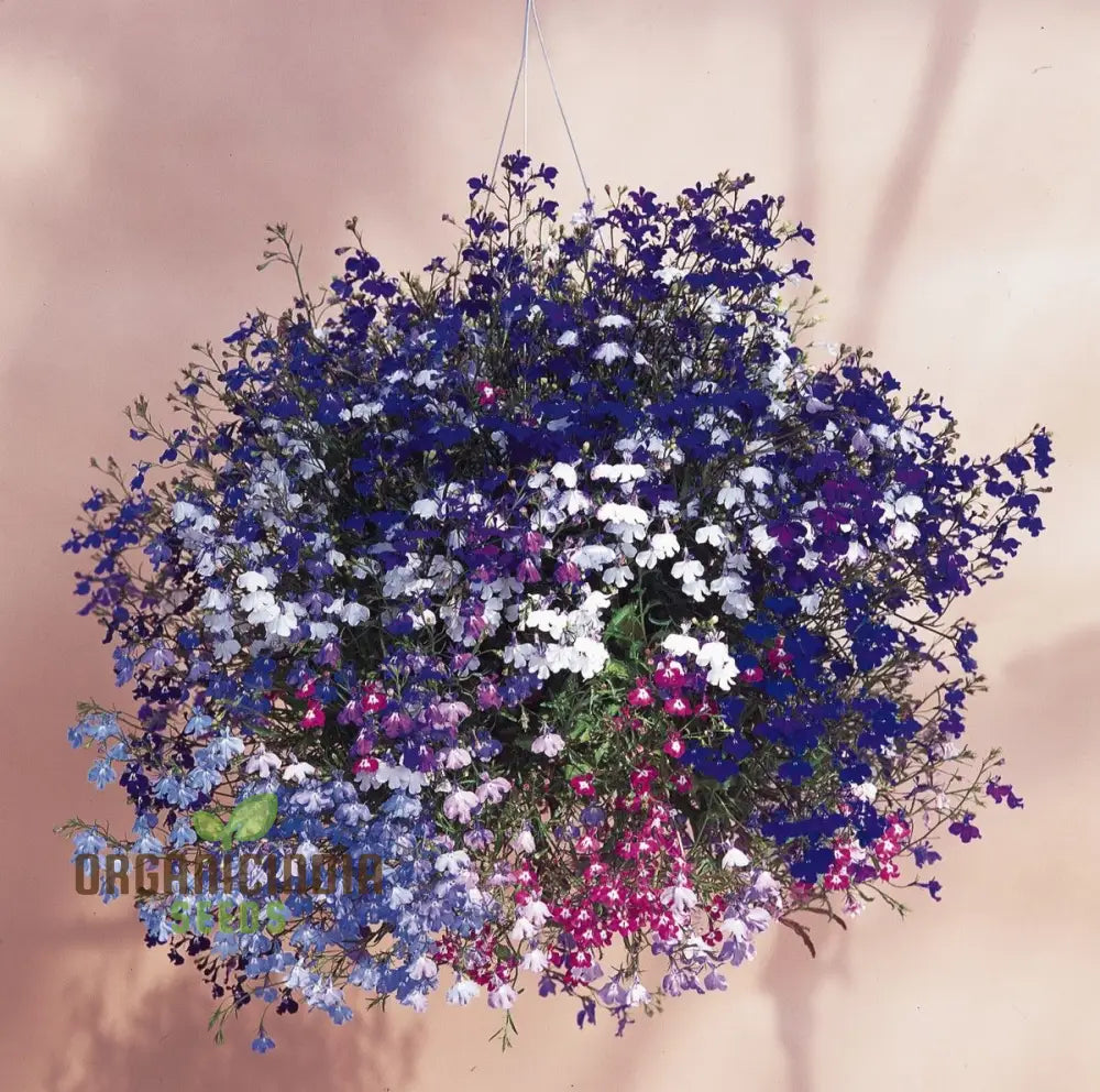 Sapphire Lobelia Pendula Seeds For Stunning Garden Blooms - Gardening Beautiful Cascading Flowers