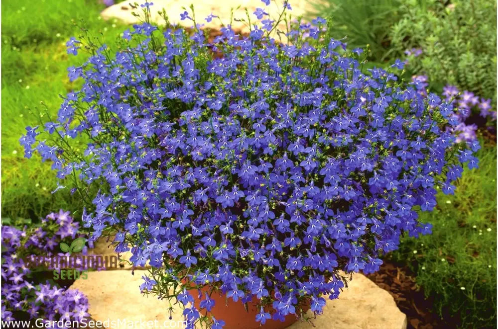 Sapphire Lobelia Pendula Seeds For Stunning Garden Blooms - Gardening Beautiful Cascading Flowers