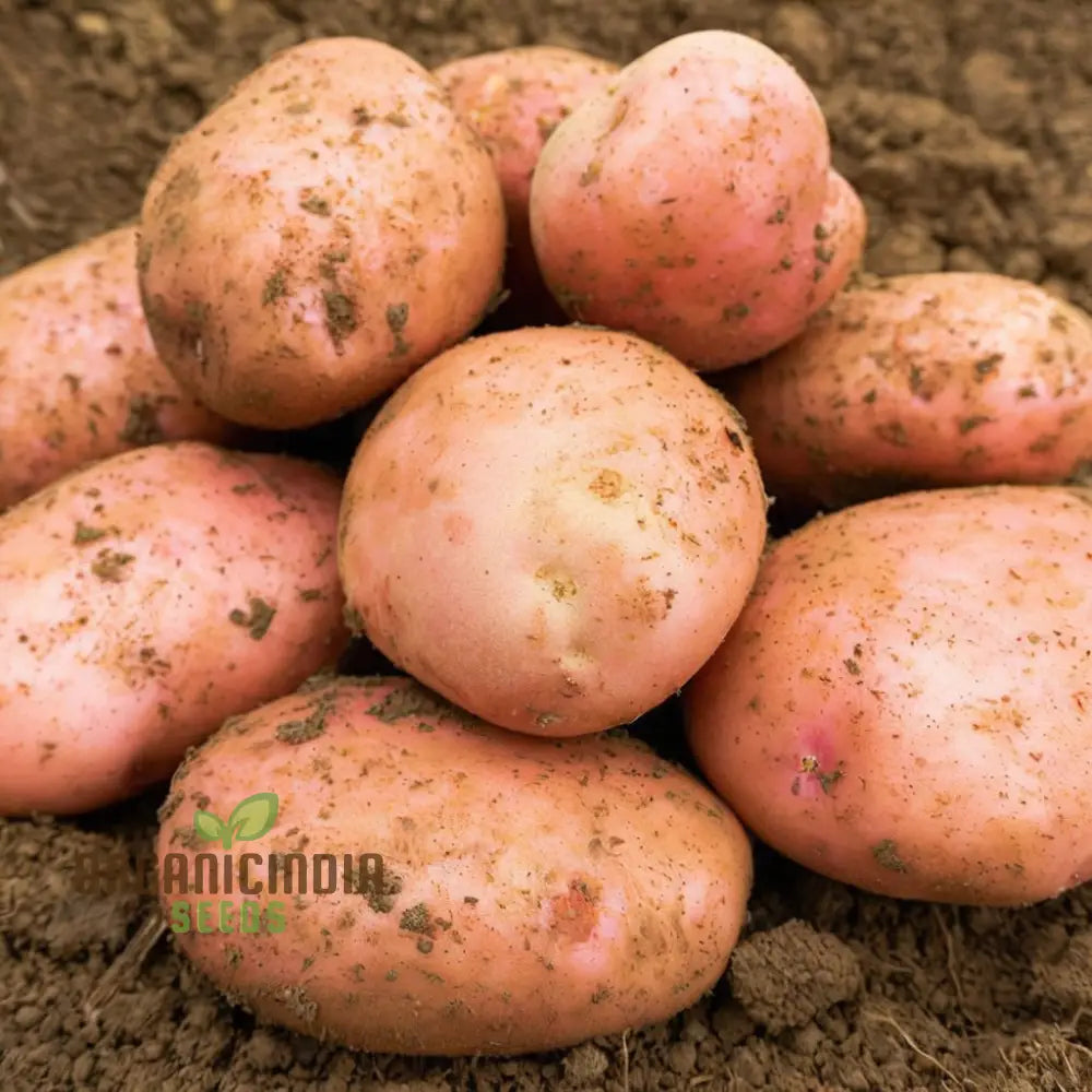 Sarpo Mira Potato Vegetable Seeds Disease-Resistant Heirloom For Home Gardening Easy To Grow