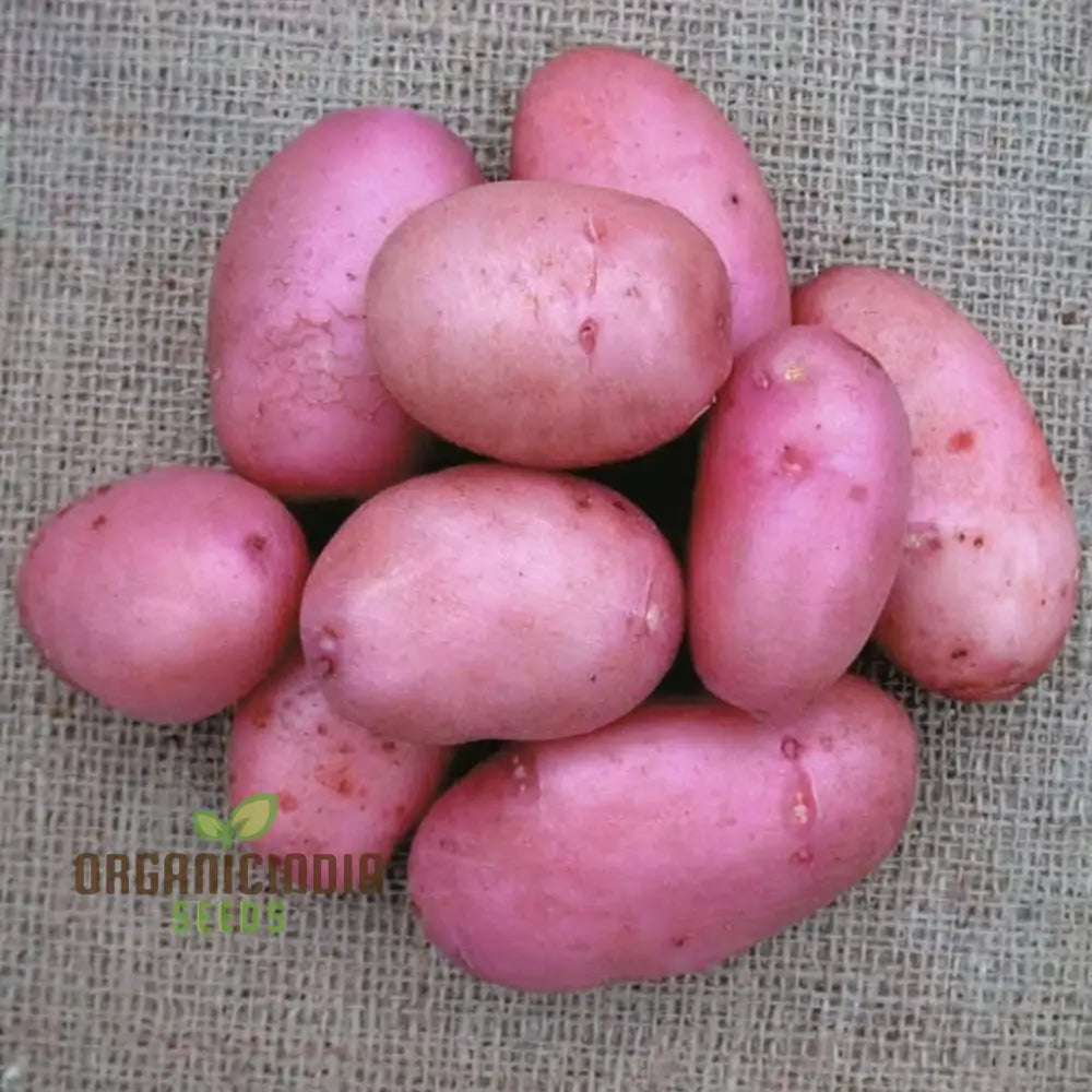 Sarpo Mira Potato Vegetable Seeds Disease-Resistant Heirloom For Home Gardening Easy To Grow