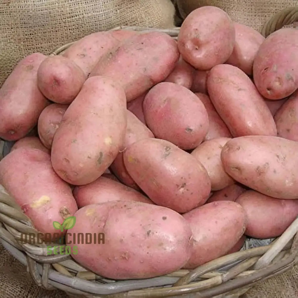 Sarpo Mira Potato Vegetable Seeds Disease-Resistant Heirloom For Home Gardening Easy To Grow