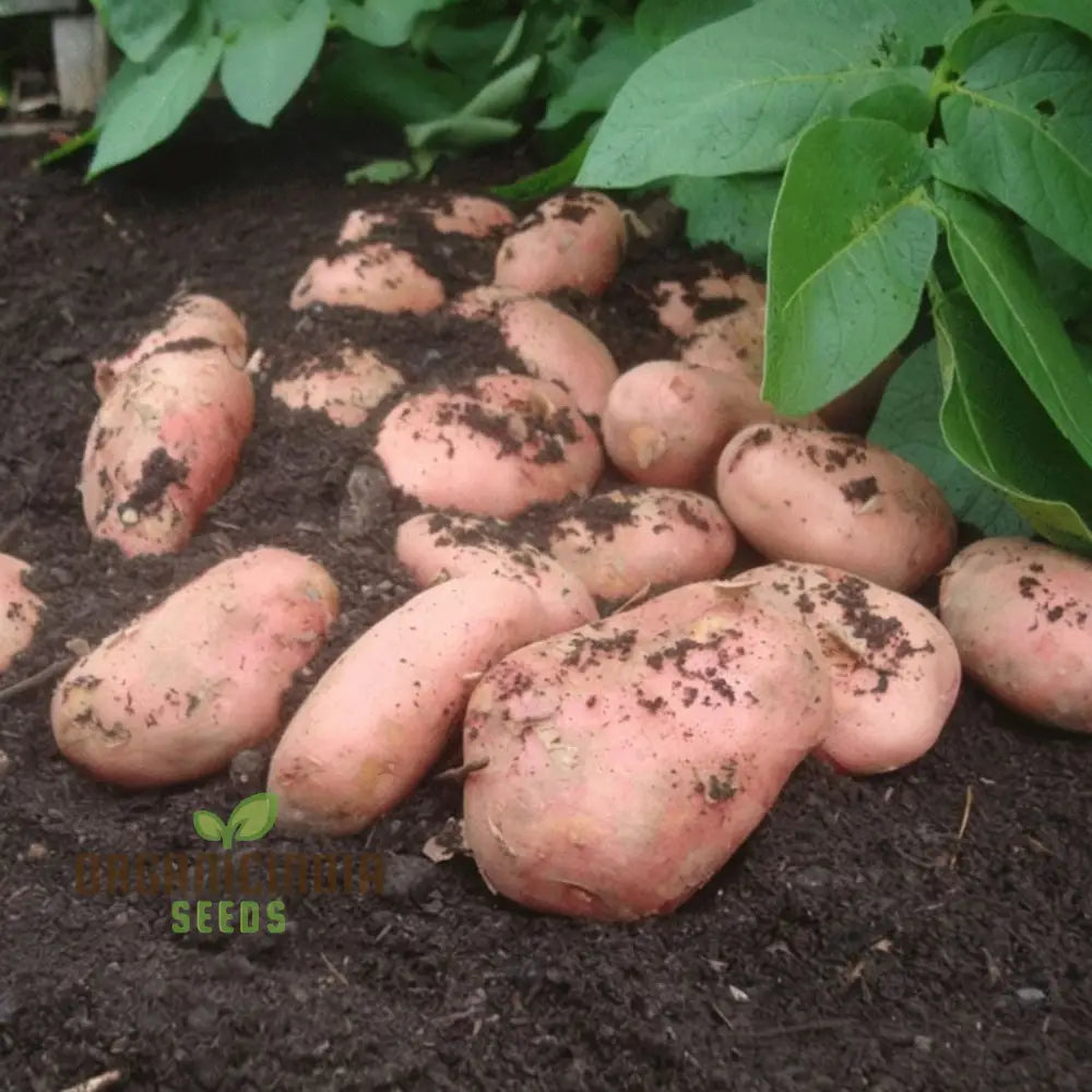 Sarpo Mira Potato Vegetable Seeds Disease-Resistant Heirloom For Home Gardening Easy To Grow