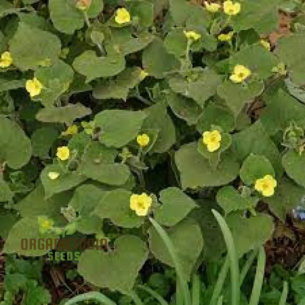 Saruma Henryi Seeds - Rare Shade-Loving Perennial For Gardening Enthusiasts | Buy Plant Online