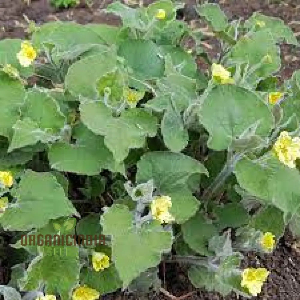 Saruma Henryi Seeds - Rare Shade-Loving Perennial For Gardening Enthusiasts | Buy Plant Online