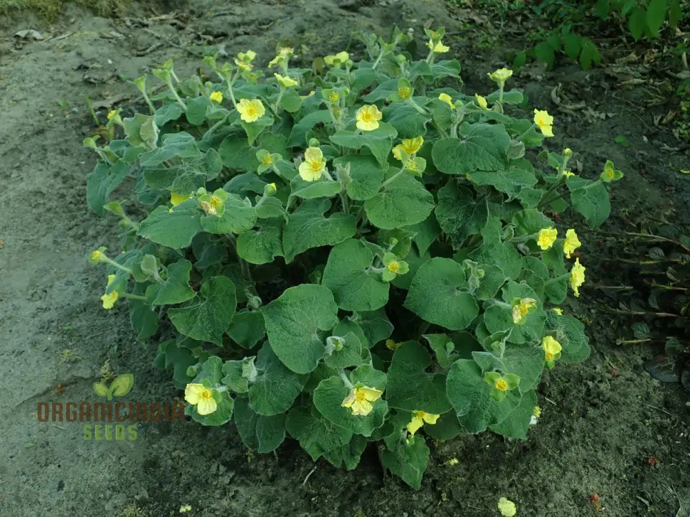 Saruma Henryi Seeds - Rare Shade-Loving Perennial For Gardening Enthusiasts | Buy Plant Online