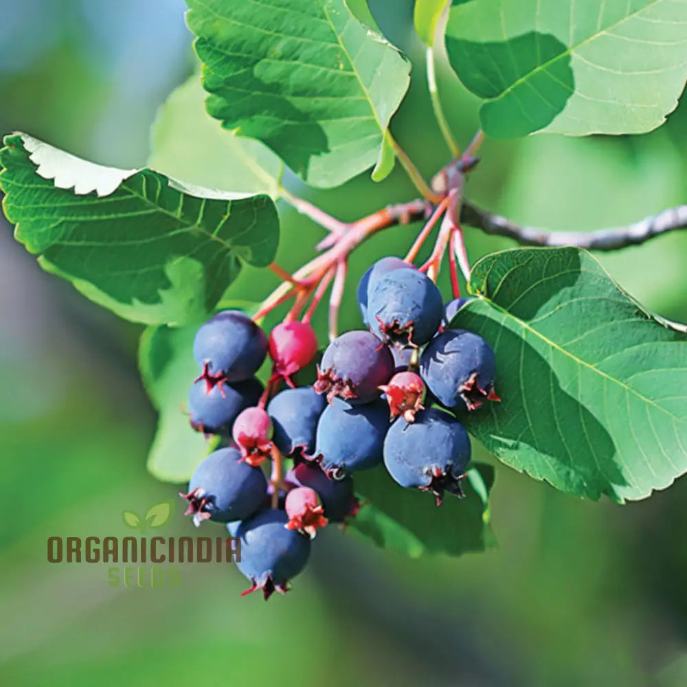 Saskatoon Berry Fruit Seeds – Elevate Your Gardening Experience With Delicious Nutritious Berries