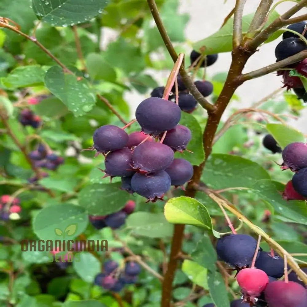 Saskatoon Berry Fruit Seeds – Elevate Your Gardening Experience With Delicious Nutritious Berries