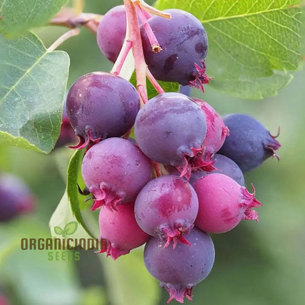 Saskatoon Berry Fruit Seeds – Elevate Your Gardening Experience With Delicious Nutritious Berries