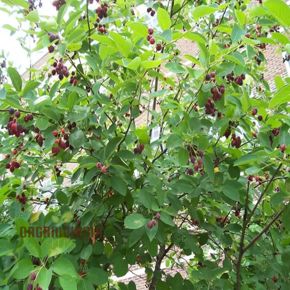 Saskatoon Berry Fruit Seeds – Elevate Your Gardening Experience With Delicious Nutritious Berries